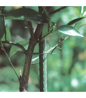 Tradineur - Tutor de hierro plastificado, varilla, guía para plantas, flores, tomates, estaca para jardín, huerto (Verde, 180 cm, Ø 16 mm)