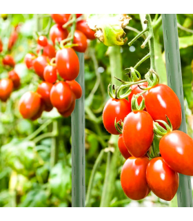 Tradineur - Tutor de hierro plastificado, varilla, guía para plantas, flores, tomates, estaca para jardín, huerto (Verde, 180 cm, Ø 16 mm)