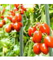 Tradineur - Tutor de hierro plastificado, varilla, guía para plantas, flores, tomates, estaca para jardín, huerto (Verde, 180 cm, Ø 16 mm)