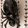 Tradineur - Pack de 2 Globos de Araña - Fabricado en Foil - Incluye Inflador Sostenible - Hinchable con helio - Decoración para