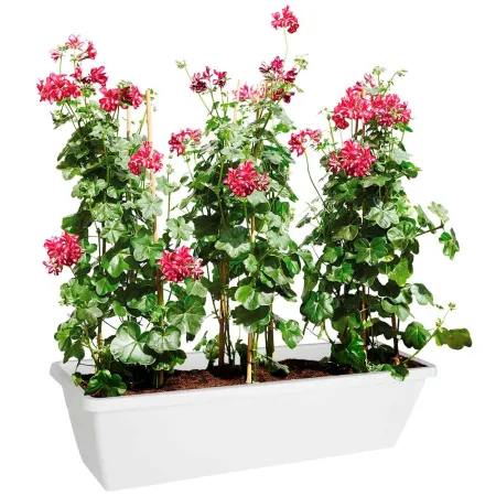 Tradineur - Jardinera de plástico sin plato, Modelo PLFT, tiesto, macetero de polipropileno, recipiente para plantas, flores, ba