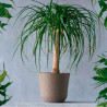 Tradineur - Maceta Rattan Redondo de Plástico - Fabricado en España - Ideal para Plantas, hogar, jardín y terrazas - Ø 33 cm - C