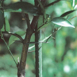 Tradineur - Varilla, tutor de acero plastificado para plantas, soporte, estaca, guía para tomates, judías (Verde - 1,1 x 150 cm)