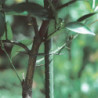 Tradineur - Varilla, tutor de acero plastificado para plantas, soporte, estaca, guía para tomates, judías (Verde - 1,1 x 150 cm)