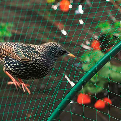 Tradineur - Malla anti pájaros de PE, red de protección contra animales, aves para frutas, plantas, árboles, jardín, huerto, cultivos (Verde, 2 x 10 m)