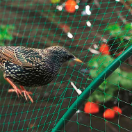 Tradineur - Malla anti pájaros de polietileno, red de protección contra animales, aves para plantas, árboles, jardín, huerto, cultivos (Verde, 3 x 5 m)