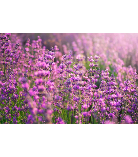 Tradineur - Pack de 20 velas de té perfumadas, tealights aromáticas, tiempo de combustión: 4,5 horas, decoración del hogar (Lavanda, 3,7 x 1,6 cm)