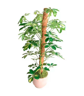 Tradineur - Tutor de madera y coco para plantas, soporte, guía para flores, plantas, estaca de jardín, hogar, decoración de interior y exterior (Marrón, 45 cm)