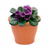 Maceta de plástico redonda marrón, 24,5 cm, 6 litros, modelo Mediterránea para plantas y flores con orificios inferiores, recipi