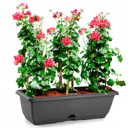 Tradineur - Jardinera de plástico con plato integrado modelo PLFT, polipropileno, tiesto, macetero, recipiente para plantas, jar