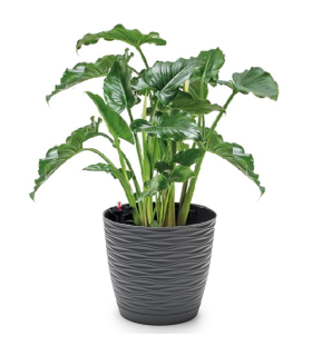 Tradineur - Maceta redonda de plástico, tiesto con plato integrado, macetero de polipropileno, recipiente para plantas, flores, balcón, terraza, hogar, fabricada en España (Wind, Antracita, 15 cm)