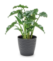 Tradineur - Maceta redonda de plástico, tiesto con plato integrado, macetero de polipropileno, recipiente para plantas, flores, balcón, terraza, hogar, fabricada en España (Wind, Antracita, 15 cm)