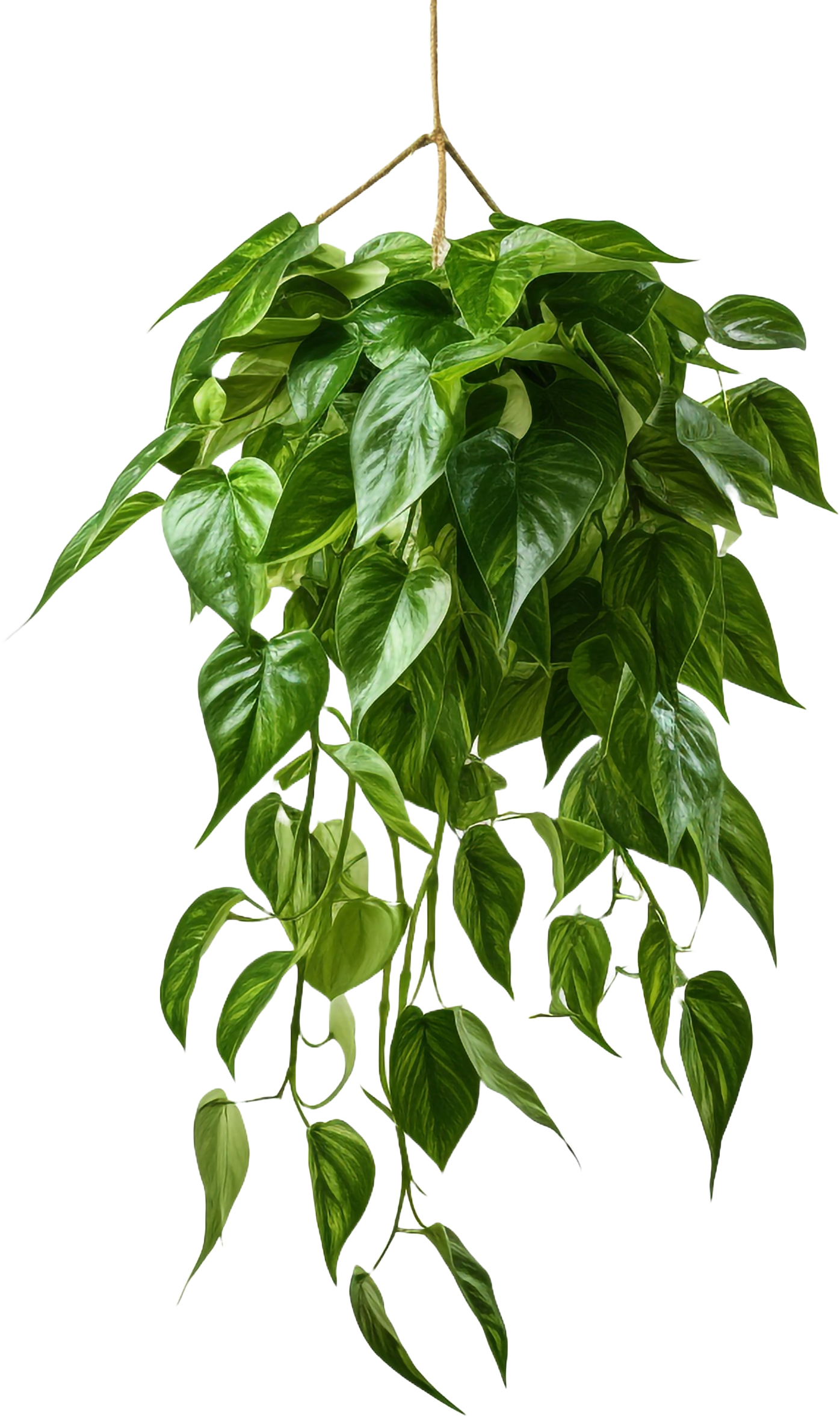 Jardín